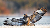 Image. Mäusebussard