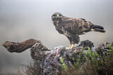 Image. Mäusebussard