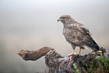 Image. Mäusebussard