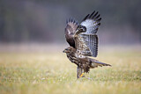 Image. Mäusebussard