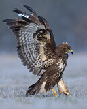 Image. Mäusebussard