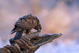 Image. Mäusebussard