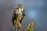 Image. Mäusebussard