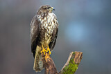 Image. Mäusebussard