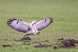 Image. Mäusebussard