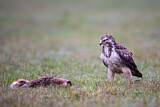 Image. Mäusebussard