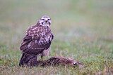Image. Mäusebussard