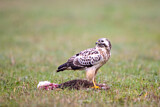 Image. Mäusebussard