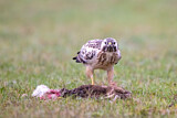 Image. Mäusebussard