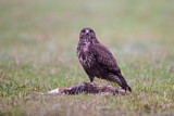 Image. Mäusebussard