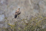Image. Mäusebussard