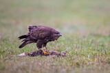 Image. Mäusebussard