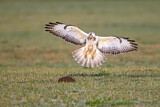 Image. Mäusebussard