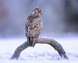 Image. Mäusebussard