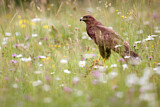 Image. Mäusebussard
