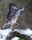 Image. Mäusebussard