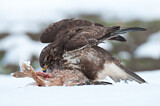 Image. Mäusebussard