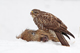 Image. Mäusebussard