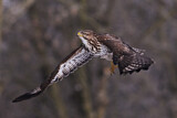 Image. Mäusebussard