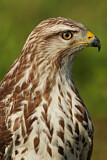 Image. Mäusebussard