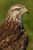 Image. Mäusebussard