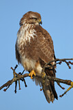 Image. Mäusebussard