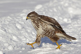 Image. Mäusebussard