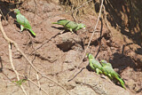 Image. Mülleramazone