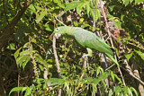 Image. Mülleramazone