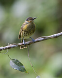Image. Macleay's Honeyeater
