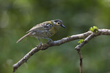 Image. Macleay's Honeyeater