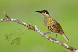 Image. Macleay's Honeyeater