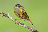 Image. Macleay's Honeyeater