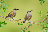 Image. Macleay's Honeyeater