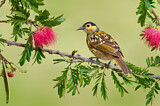 Image. Macleay's Honeyeater