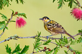 Image. Macleay's Honeyeater