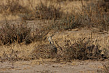 Image. Macqueen's Bustard