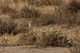 Image. Macqueen's Bustard