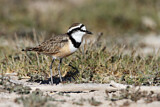 Image. Madagascan Plover