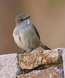 Image. Madagaskarrötel