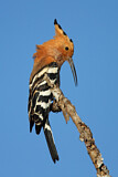 Image. Madagaskarwiedehopf