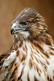 Image. Magellanbussard