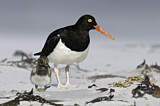 Image. Magellanic Oystercatcher