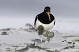 Image. Magellanic Oystercatcher