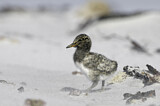 Image. Magellanic Oystercatcher