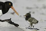 Image. Magellanic Oystercatcher