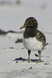Image. Magellanic Oystercatcher