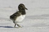 Image. Magellanic Oystercatcher
