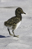 Image. Magellanic Oystercatcher