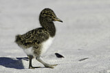 Image. Magellanic Oystercatcher